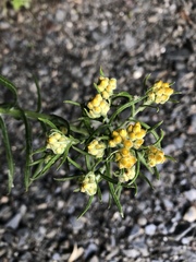 Pseudognaphalium hypoleucum