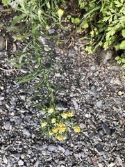 Pseudognaphalium hypoleucum
