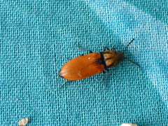Anostirus castaneus