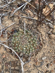 Mammillaria brandegeei