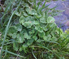 Micranthes odontoloma