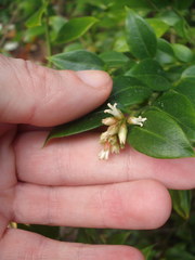 Sarcococca ruscifolia