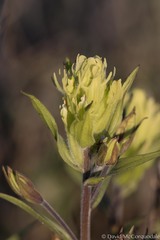 Castilleja pallida yukonis
