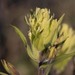 Yukon Indian-Paintbrush - Photo (c) David McCorquodale, some rights reserved (CC BY), uploaded by David McCorquodale