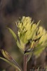 Yukon Indian-Paintbrush - Photo (c) David McCorquodale, some rights reserved (CC BY), uploaded by David McCorquodale