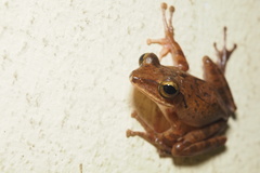 Polypedates megacephalus