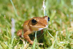 Polypedates megacephalus