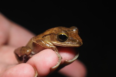 Polypedates megacephalus