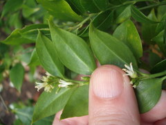 Sarcococca ruscifolia