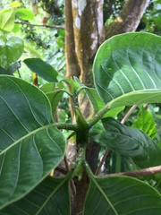 Neolamarckia cadamba