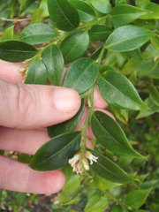 Sarcococca ruscifolia