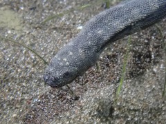 Acrochordus granulatus