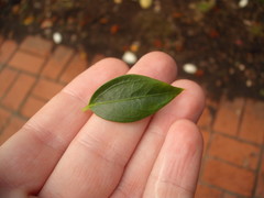 Sarcococca ruscifolia