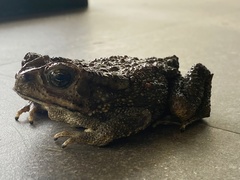 Duttaphrynus melanostictus