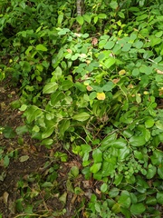 Gaultheria shallon