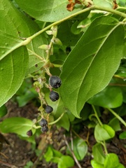 Gaultheria shallon
