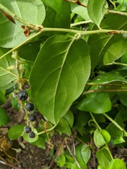 Gaultheria shallon