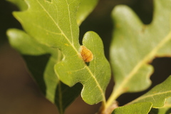 Aceria trichophila