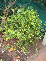 Sarcococca ruscifolia