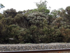 Leptospermum erubescens