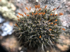 Coscinodon calyptratus