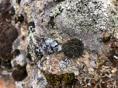 Coscinodon calyptratus