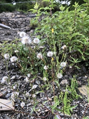 Picris hieracioides morrisonensis