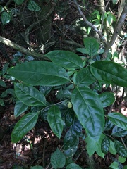 Nectandra patens