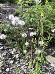 Picris hieracioides morrisonensis