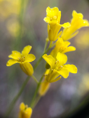 Sisymbrium linifolium