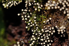 Elaeomyxa cerifera