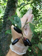 Nectandra patens