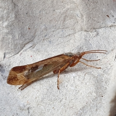 Limnephilus marmoratus