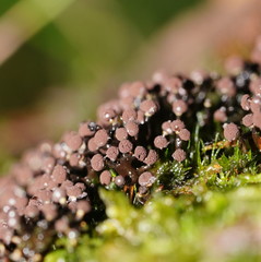 Elaeomyxa cerifera