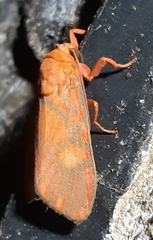 Ammatho roseororatus