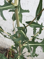 Lactuca serriola