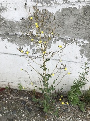 Lactuca serriola