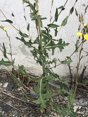 Lactuca serriola