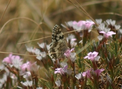 Melanargia larissa