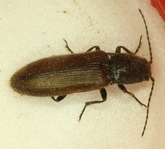 Hemicrepidius pallidipennis
