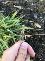 Alopecurus arundinaceus