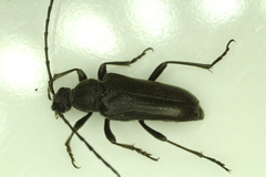 Lepturopsis dolorosa
