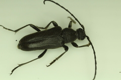 Lepturopsis dolorosa