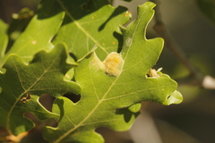 Aceria trichophila