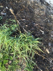 Alopecurus arundinaceus