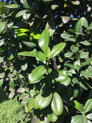 Diospyros revoluta