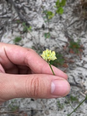 Polygala longicaulis