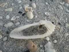 Cyrtopleura