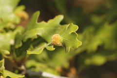 Aceria trichophila