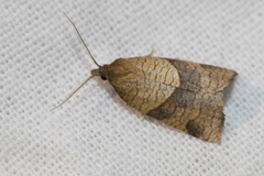 Philedone gerningana